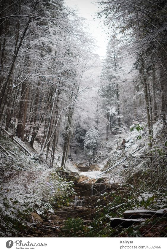 Oberwössen Wald Wasserläufe Schnee Bayern Bäume Aufstieg Wege verlorene Orte neue Szene am Rand des Ortes tiefer Blick tiefen Wanderung Emotionen der Natur