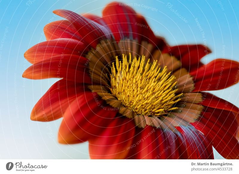 Blütenstand einer Gazanie, Zuchtform; dient in Mitteleuropa als Sommerblume, da nicht winterhart Gazania Gartenform aus Südafrika Korbblütler Asteraceae