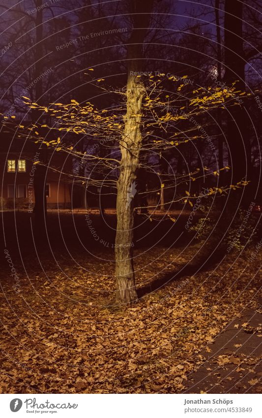 angeleuchteter Baum nachts im Herbst Scheinwerfer Erhellung Erleuchtung erleuchten Licht dunkel Nacht Beleuchtung Abend Kunstlicht Außenaufnahme Menschenleer