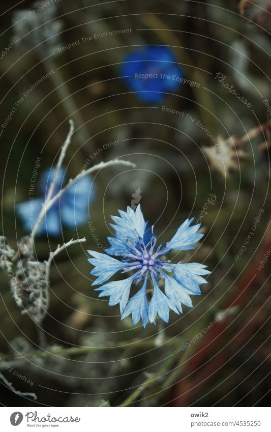 Sprießend Kornblume Natur Blüte Pflanze Idylle blau Wachstum Umwelt Korbblütengewächs Wildpflanze Blume Farbfoto Außenaufnahme Landschaft Blumenwiese Wiese