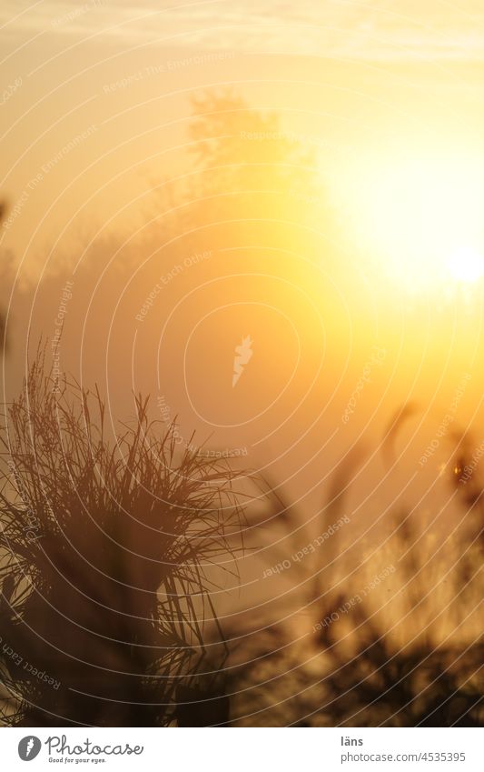 Teufelsmoor l Sonnenaufgang über dem Moor Morgendämmerung Worpswede Menschenleer Gegenlicht Nebel Sonnenlicht Textfreiraum oben Farbfoto