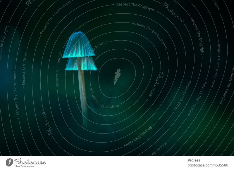 Helmlinge im Märchenwald II Mycena grün boden märchen düster dunkel Pilze Moos Wald blau fluoreszierend