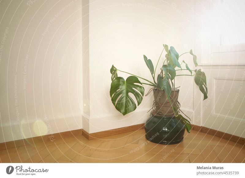 Monstera Pflanze Indoor, getöpferte Monstera Zimmerpflanze im Zimmer am Fenster, Sonnenuntergangslicht. Hintergrund Botanik Textfreiraum Dekor