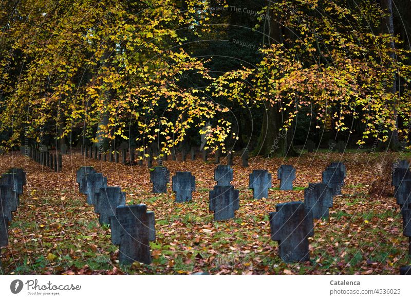 Grabsteine im Herbst Vergänglichkeit Glaube Grabmal Religion & Glaube Tageslicht Stein Stille Ruhe Bäume Gräber Vergangenheit Trauer Tod Friedhof Traurigkeit