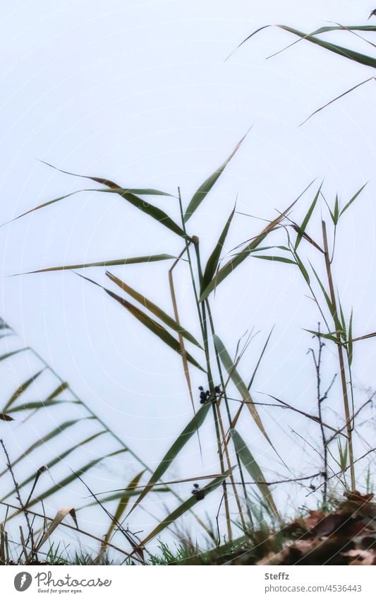 Röhricht am Seeufer Schilf Schilfgras Biotop Schilf-Röhricht Schilfrohr Gras Ufer Grashalme Wintergras Wasserpflanze Dezemberlicht heimisch Phragmites australis