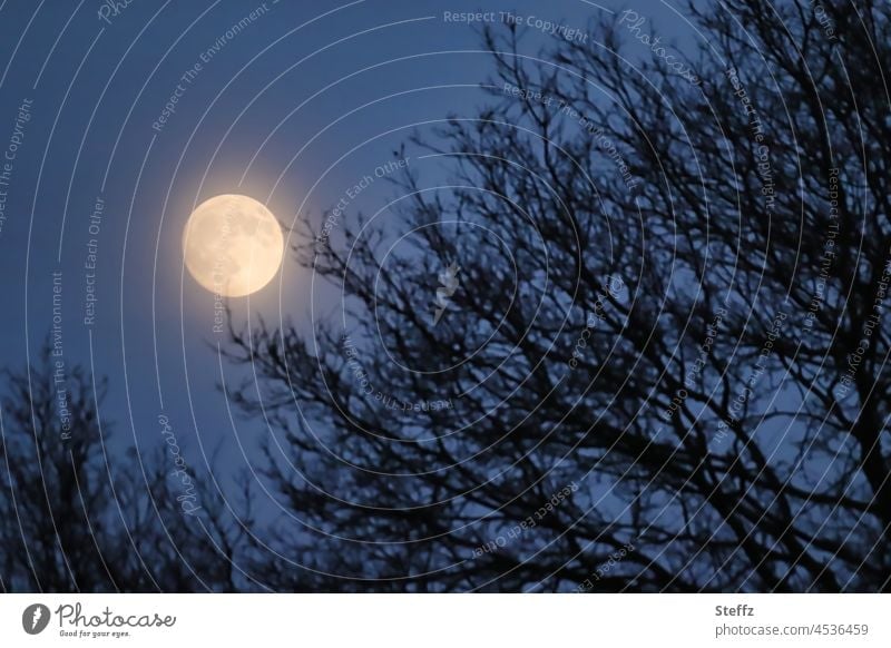 der Mond ist unseriös | spielt Verstecken hinter Bäumen | tanzt auf deren Kronen Vollmond Mondschein Mondscheinlicht Mondsüchtig Mondnacht Mondlicht Mondbild