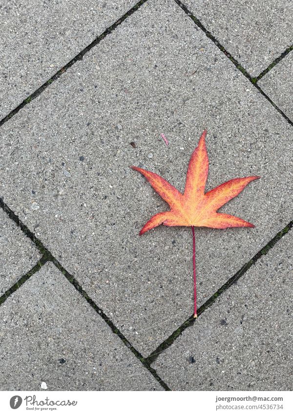 Blatt auf dem Bürgersteig herbst strasse bürgersteig natur stadt grau stein beton fliese rot gelb
