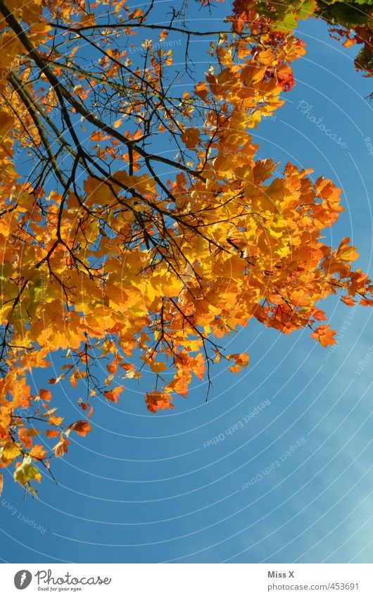 Goldener Herbst Natur Wolkenloser Himmel Schönes Wetter Baum Blatt positiv gelb gold orange goldener Herbst Indian Summer Herbstfärbung Herbstlaub Herbstbeginn