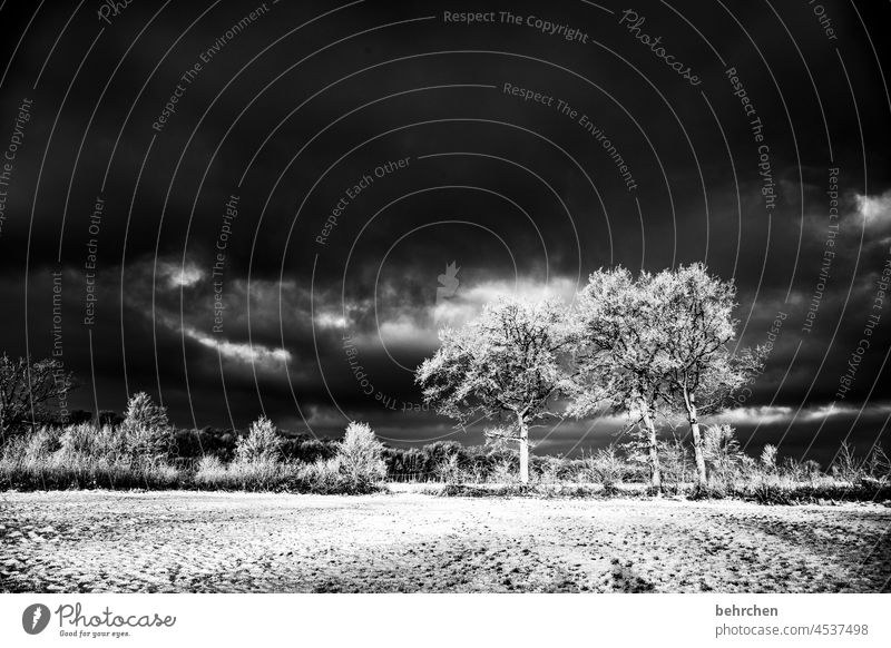 surreal | dystopia Wolken geheimnisvoll Kälte bedrohlich dramatisch Schwarzweißfoto Landschaft Umwelt Himmel frieren gefroren Raureif Jahreszeiten Frost Natur