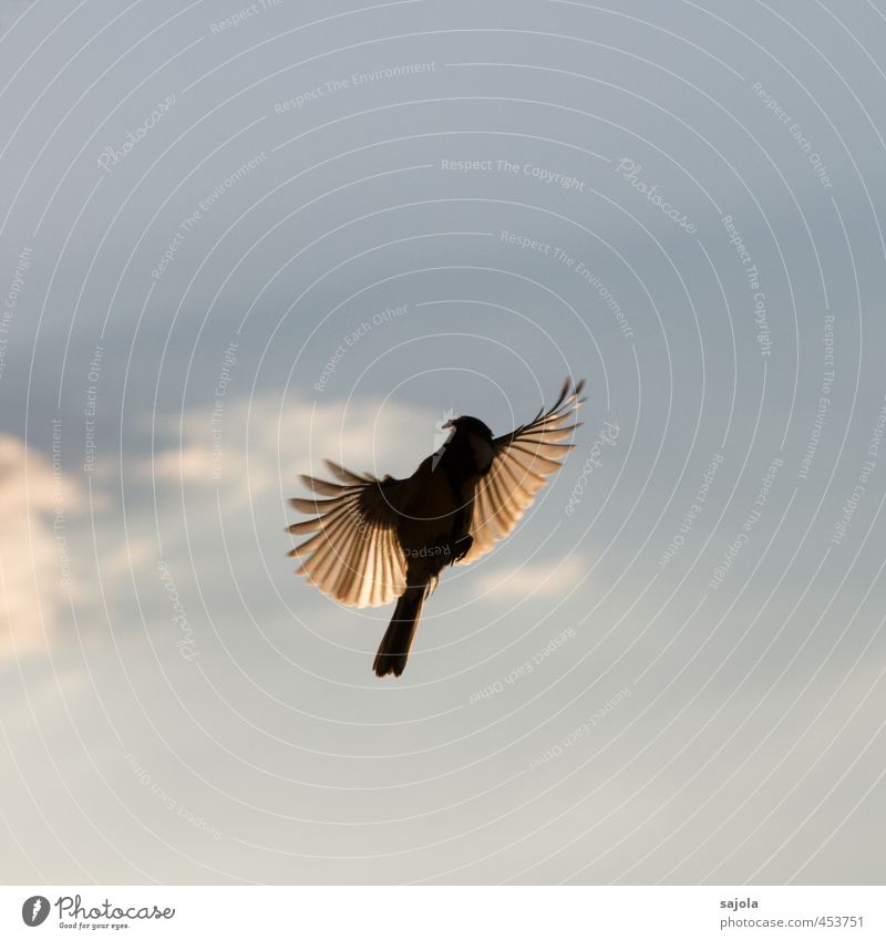 Tier | Flug ins Licht Natur Himmel Wolken Wildtier Vogel Kohlmeise 1 ästhetisch blau fliegen Feder Flügel Landen füttern Farbfoto Außenaufnahme Menschenleer