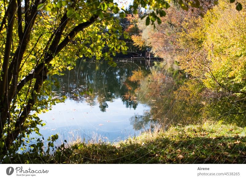 ein letztes Mal gibt der Herbst alles See Spiegelung Wasserspiegelung Ufer Reflexion & Spiegelung Seeufer herbstlich Herbstlaub Herbstfärbung Erholung