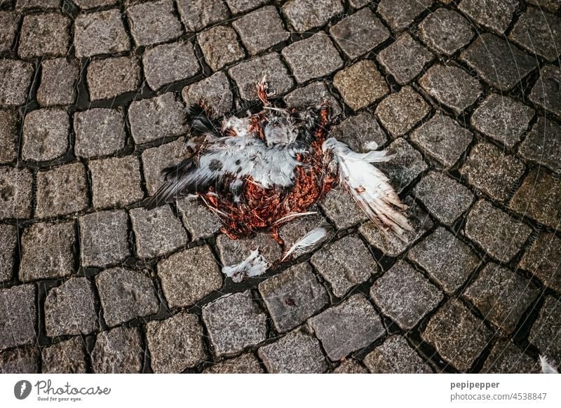 Tote Taube auf Pflastersteinen tote Taube Tod Vogel Totes Tier Außenaufnahme Farbfoto Feder Flügel Blut Blutfleck blutig Straße Tierporträt Wildtier Knochen