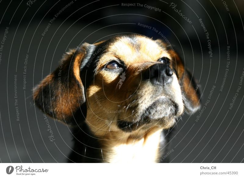 Der Hund Suss Tier Haustier Ein Lizenzfreies Stock Foto Von Photocase