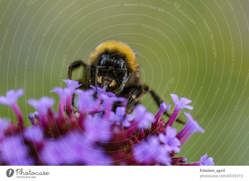 Auftanken | Hummel mit Blüten Insekt Blume Sommer Natur Tier Pflanze Farbfoto Außenaufnahme Nahaufnahme Wildtier Biene Garten Pollen Tierporträt fleißig