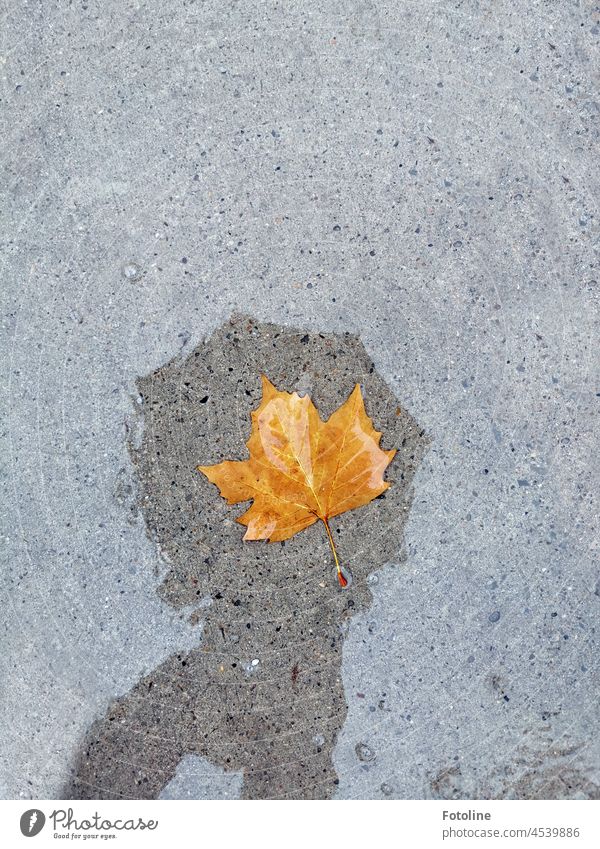 Dieses Herbstblatt in der Pfütze muss schnell mal fotografiert werden, obwohl es regnet. Wasser Regen Reflexion & Spiegelung nass schlechtes Wetter