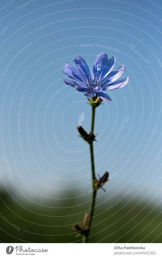 Stängel einer blühenden Zichorienpflanze auf einer Wiese. Die Wurzeln dieser Wildblume werden für ein alternatives Kaffeegetränk verwendet. Unscharfe Sommerwiese, grüne Vegetation und blauer Himmel im Hintergrund. Selektiver Fokus.