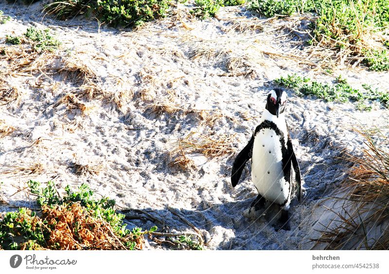 ich watschel durch die welt und was machst du so?! Tierporträt Sonnenlicht Kontrast Licht Tag Farbfoto Außenaufnahme Menschenleer boulders beach Südafrika
