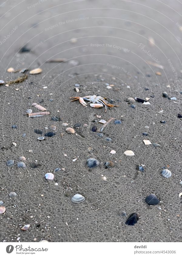 ausgelebt, tote Krabbe am Strand von Muscheln umgeben See Nordsee Nordseeküste Schleswig-Holstein Meereslandschaft Muschelschale Krabben Erholung Natur