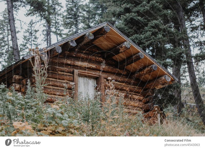 Verlassenes Holzhäuschen im Wald Berge montaña Colorado Westen Im Westen hölzern Holzhaus altehrwürdig Antiquitäten USA Abenteuer Geisterstadt Menschenleer