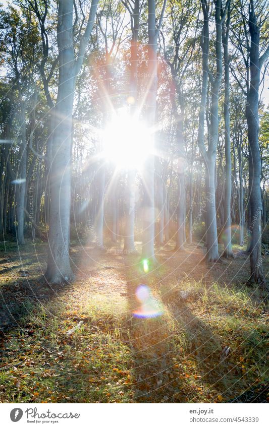 Sonnenstrahlen im Gespensterwald Wald Bäume Licht Schatten Gegenlicht Lichterscheinung Sonnenlicht Waldboden baumstämme Baumstämme Menschenleer Landschaft