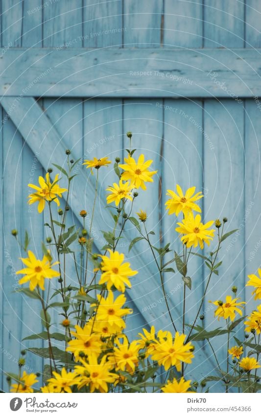 Sonnenblume vor blauer Bretterwand Pflanze Sommer Blume Blüte Topinambur Garten Park Hütte Scheune Mauer Wand Holzwand Holzbrett Balken Blühend leuchten