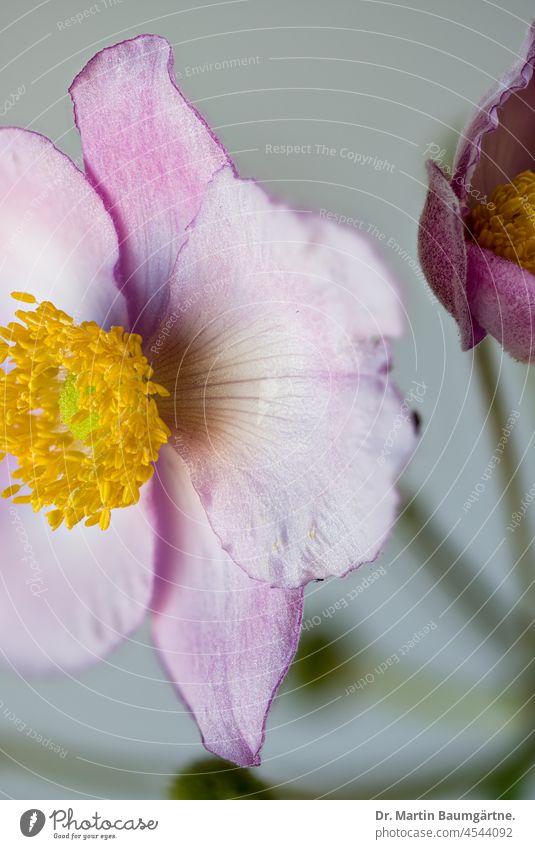 Anemone hupehensis, Herbstanemone, Japananemone. Ranunculaceae; Blüten rosa pink Zierpflanze Herbstblüher Hahnenfußgewächse Blume Pflanze Nahaufnahme winterhart