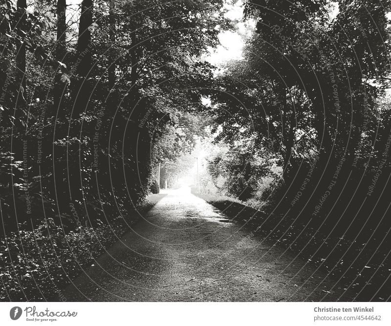 schattiger dunkler Weg im Wald führt ins Licht Waldweg Waldstück dunkel hell Spaziergang Spazierweg Ausweg Helligkeit Fahrradweg Natur Baum Wege & Pfade