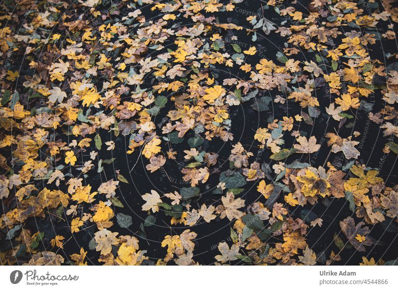 Herbstlicher Hintergrund | Viele bunte Blätter herbstlich Herbstfärbung Herbstlaub Natur Blatt Herbstbeginn Außenaufnahme Jahreszeiten Vergänglichkeit Laub