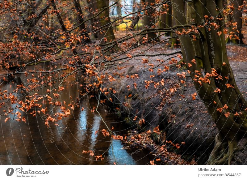 Herbst im Laubwald am Fluss Jahreszeiten Blätter Herbststimmung Sonnenlicht Licht Menschenleer Außenaufnahme Farbfoto Herbstlicht herbstlich Herbstfärbung Klima