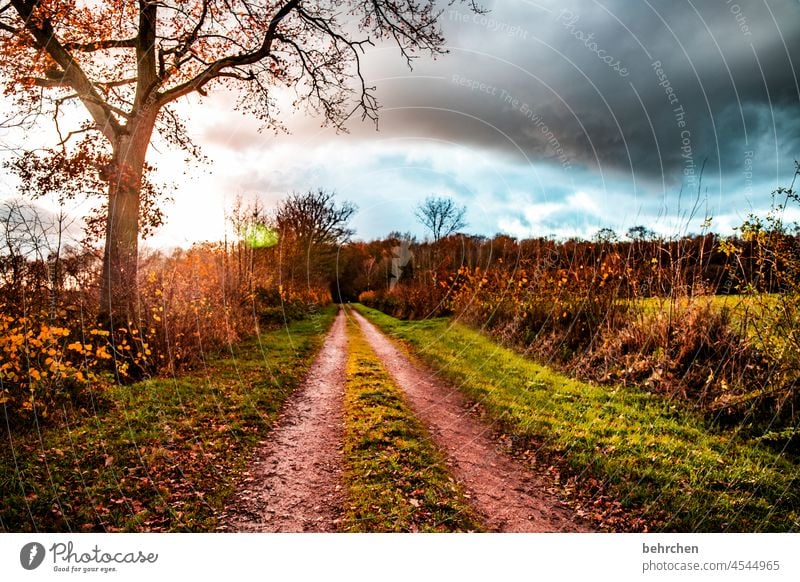 heimat Hoffnung Unwetter Sturm Wolken Regen Herbstlandschaft Herbstwetter Herbstwald Sonnenstrahlen herbstspaziergang Herbstfärbung herbstlich Herbststimmung