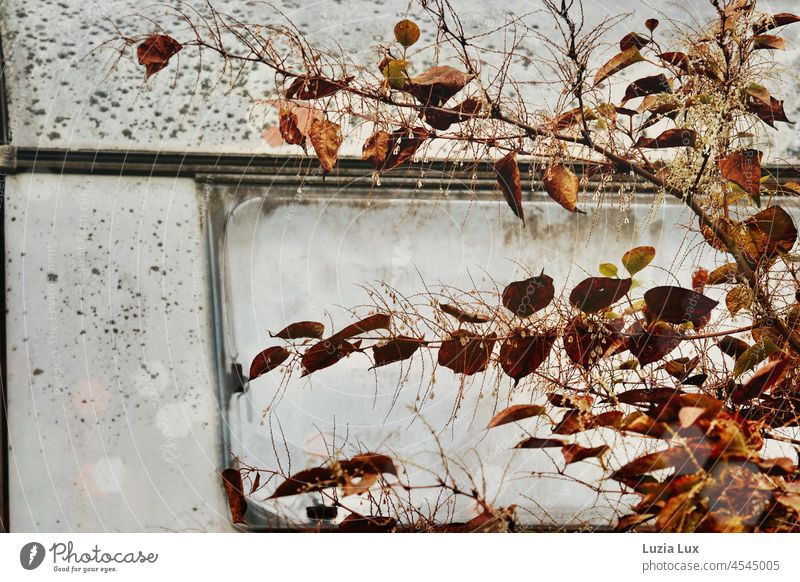 Herbstlaub vor dem Rückfenster eines alten Wohnwagens Herbstfarben Herbststimmung trist gold Natur Herbstfärbung herbstlich Herbstwetter Blätter Jahreszeiten
