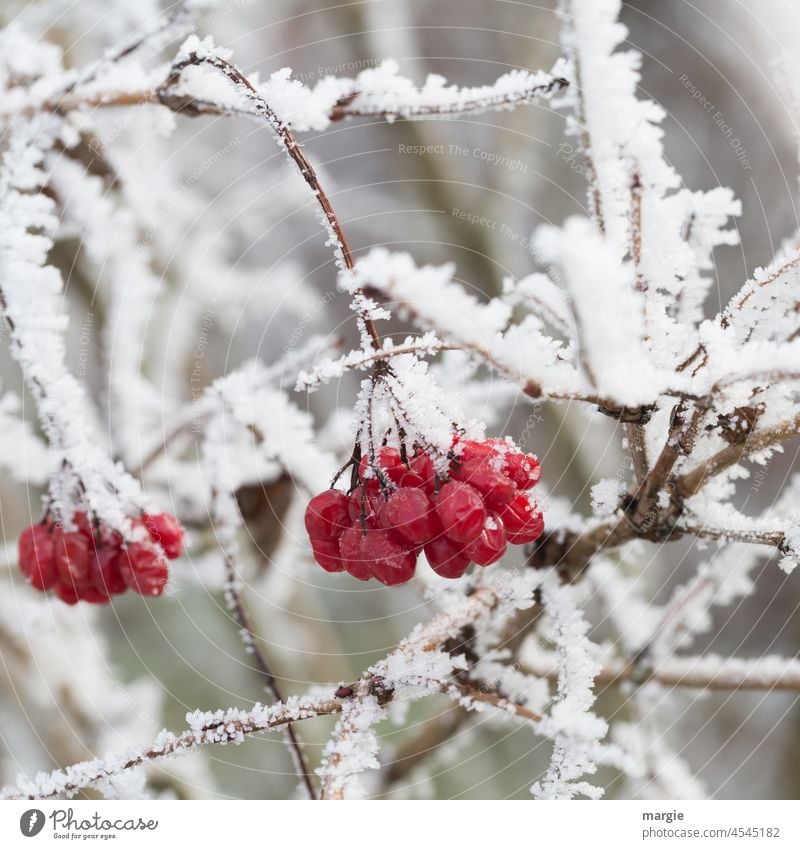 Rote Beeren im Eis und Schnee Frost Farbfoto Winter kalt Menschenleer Pflanze Schwache Tiefenschärfe rot Gift giftig strauch Sträucher Nahaufnahme Frucht Umwelt