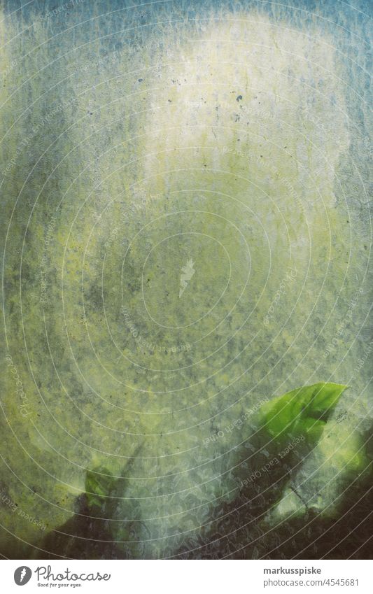 Gewächshaus Botanischer Garten Botanik Glasscheibe Blatt Blattgrün Scheibe