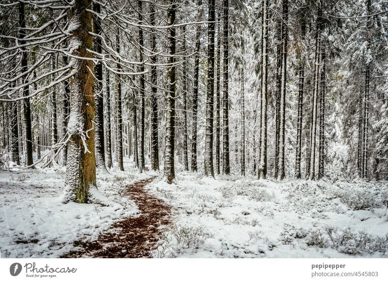 Winter Wonderland – schneebedeckter Waldboden mit kleinem Fußweg Schneebedeckter Waldboden Waldboden" winter wonderland Außenaufnahme Winterstimmung