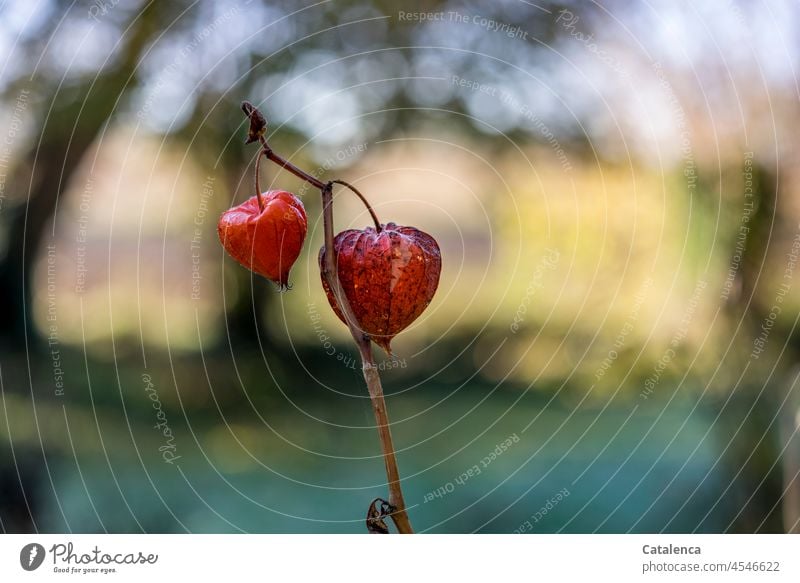 Physalis  vor Landschaft Garten Tageslicht Pflanze Natur Flora Stimmung Wiese Blume Außenaufnahme gelb Lampionblume Blasenkrschen Nachtschattengewächse