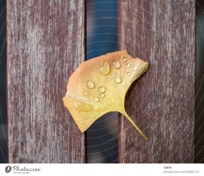 Ginkgoblatt im Herbst ginkgo herbstlich Regentropfen Herbstwetter Regenwetter nass Wassertropfen schlechtes Wetter Tropfen Natur Detailaufnahme Außenaufnahme