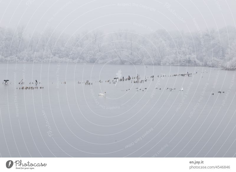 See im Winter mit verschiedenen Wasservögeln Schnee Raufreif Frost Vögel Schwäne Enten Kormorane Seeufer Waldrand Winterwald Winterstimmung Wintertag winterlich
