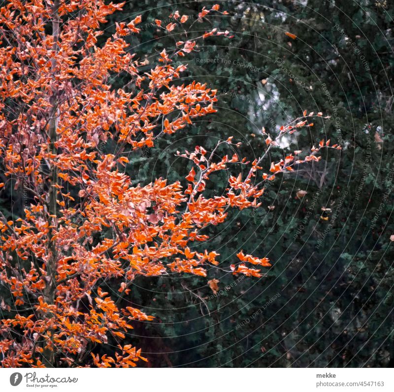herbstlicher Kontrast Herbstfarben Laubfärbung Farben Herbstlaub laubfärbung herbstlaub natur Herbstfärbung Blätter Herbstbeginn Herbststimmung Baum