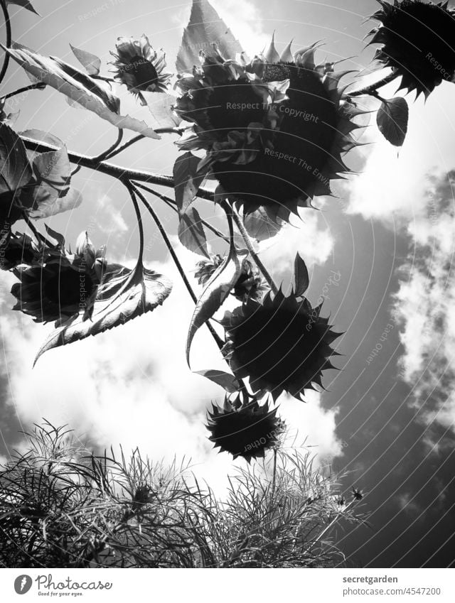 [Teufelsmoor 2021] Unterbelichtet Schwarzweißfoto Sonnenblumenfeld Sommer Wolken Froschperspektive Feld Natur Außenaufnahme Blüte Nutzpflanze Blühend makaber