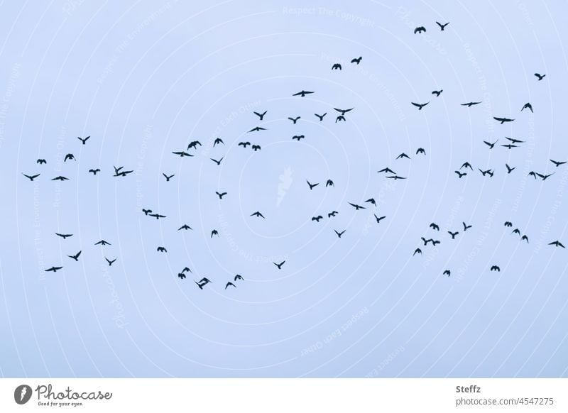 lautlos | am winterblauen Himmel | Dezembervögel Vögel Vogelschwarm Vogelflug Schwarm Winterlicht Stare Wildvögel Vogelzug Vogelschar Vogelbeobachtung fliegen