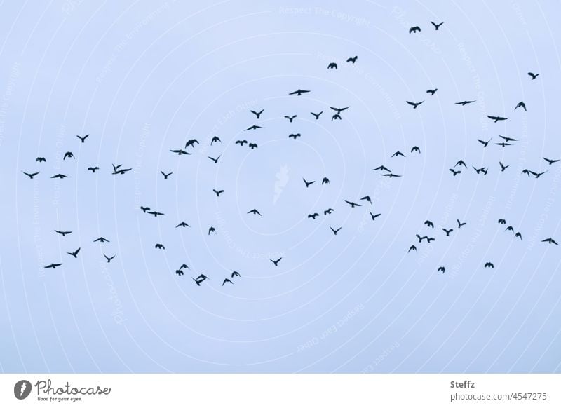 ... © Vögel Vogelschwarm Vogelflug winterblau Schwarm Winterlicht Stare lautlos Wildvögel Vogelzug Vogelschar Vogelbeobachtung fliegen Haiku Dezember