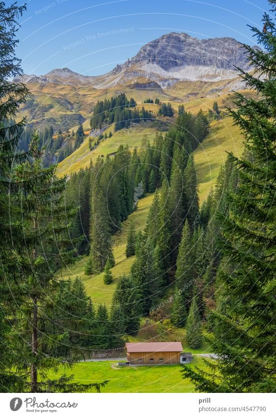 Landschaft am Lech Vorarlberg Österreich Alpen alpin Hügel Wiese Weide sonnig lech Baum Berge u. Gebirge friedlich idyllisch Hütte Baracke felsig hoher Winkel