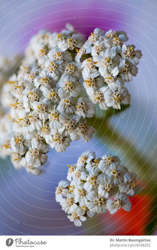 Schafgarbe auf einer Wiese in Berlin, Blütenstand Blütenstände Achillea millefolium weiß Korbblütler Asteraceae Compositae Heilpflanze enthält ätherische Öle