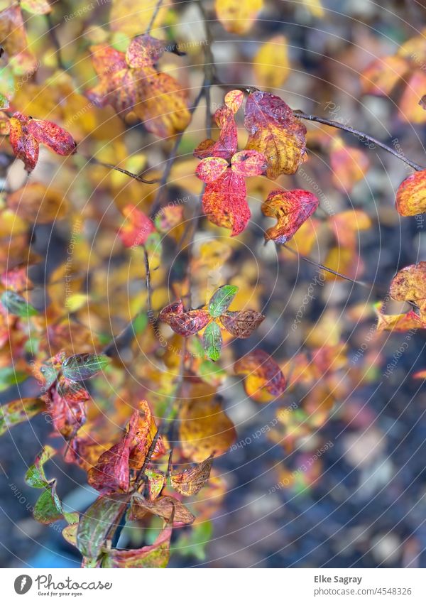 Auch dieser Herbst hat noch bunte Blätter.... Herbstlaub Natur Farbfoto Herbstfärbung Menschenleer Herbstwetter Herbstbeginn Herbststimmung Laubwerk