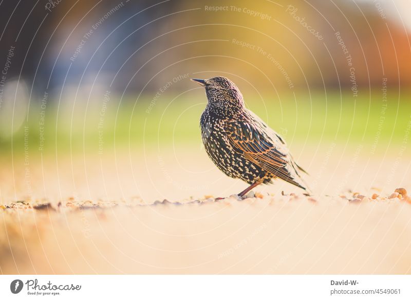 Vogel Star hoch auf dem Boden Vogelbeobachtung hocken beobachten Amerika Tier