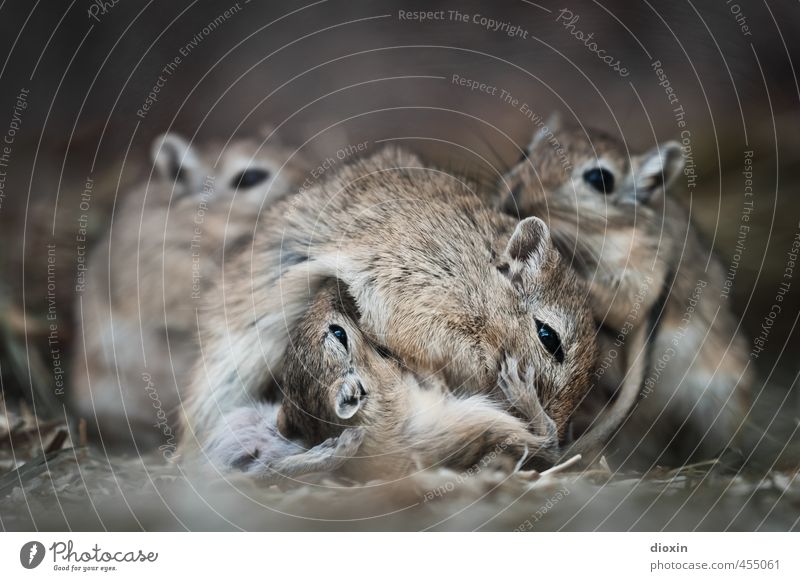 *800* Mother´s Milk Tier Wildtier Fell Maus Mongolische Rennmaus Nagetiere Säugetier 4 Tiergruppe Tierjunges Tierfamilie Fressen kuschlig klein natürlich