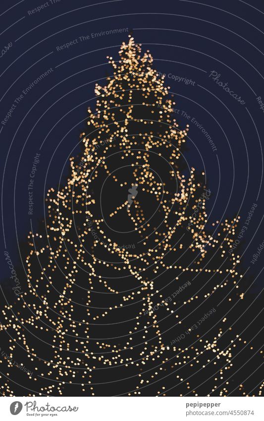 Weihnachtsbaum Weihnachten & Advent Weihnachtsdekoration Tannenbaum weihnachtlich festlich Tradition Dekoration & Verzierung Winter Feste & Feiern Baum Stimmung