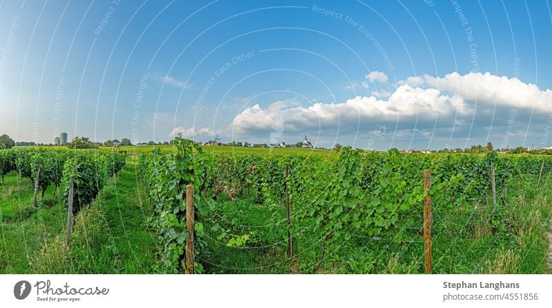 Blick über Weinberge auf die Kirche Peter und Paul im hessischen Städtchen Hochheim im Rhein-Main-Gebiet Weingut Hessen Wahrzeichen Touristik Deutsch Weinbau