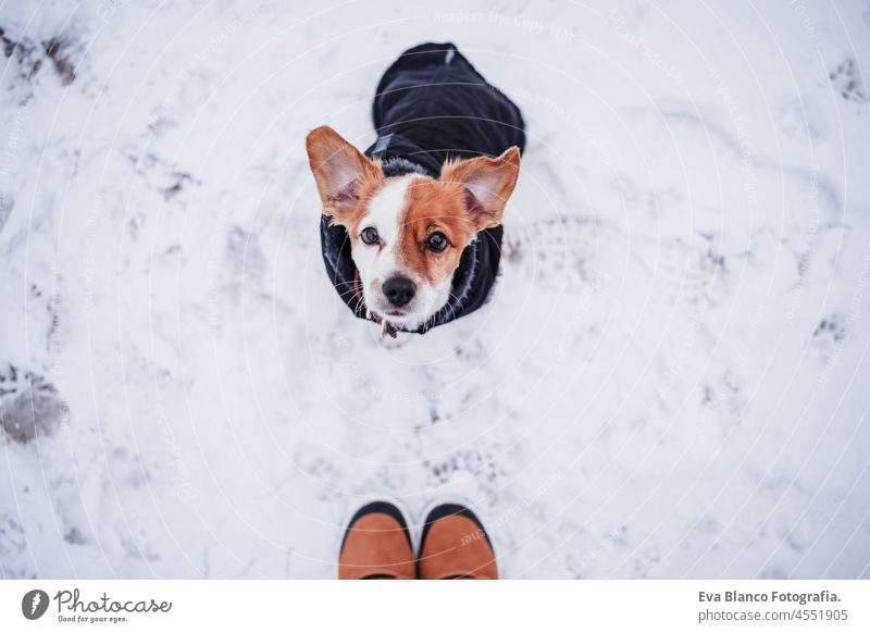 unerkennbar weiblichen Füße Stiefel zu Fuß auf verschneiten Landschaft im Winter. niedlichen kleinen Hund hack russell trägt Mantel besides.hiking Konzept, Draufsicht