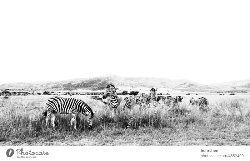 schwarzweiß besonders Tierliebe wild Tierschutz Schwarzweißfoto Ferien & Urlaub & Reisen Tourismus Ausflug Abenteuer Ferne Freiheit Zebra Wildtier Landschaft